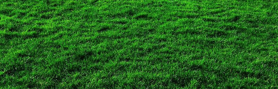 Green Dot Daily Banner